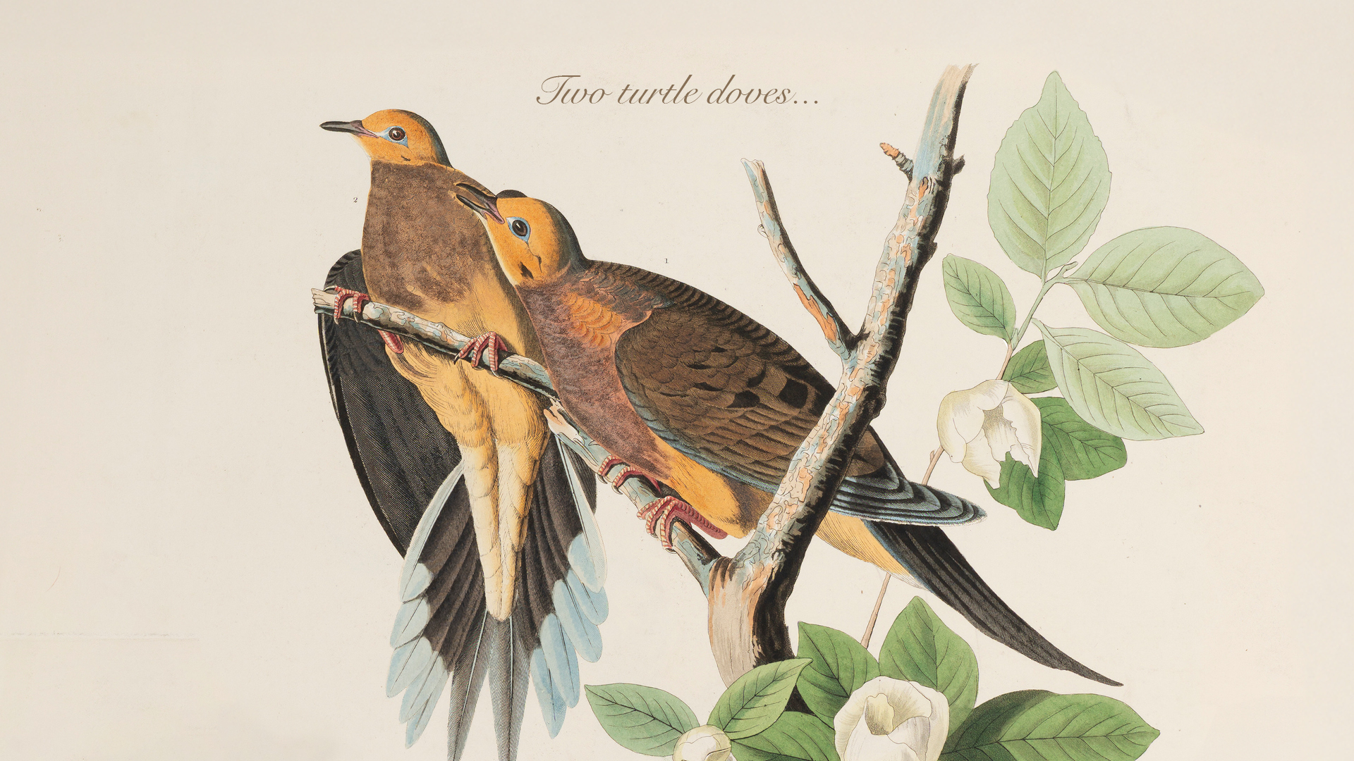 College Christmas card shows two turtle doves from JJ Audubon's book The Birds of America which will be displayed at the College next year